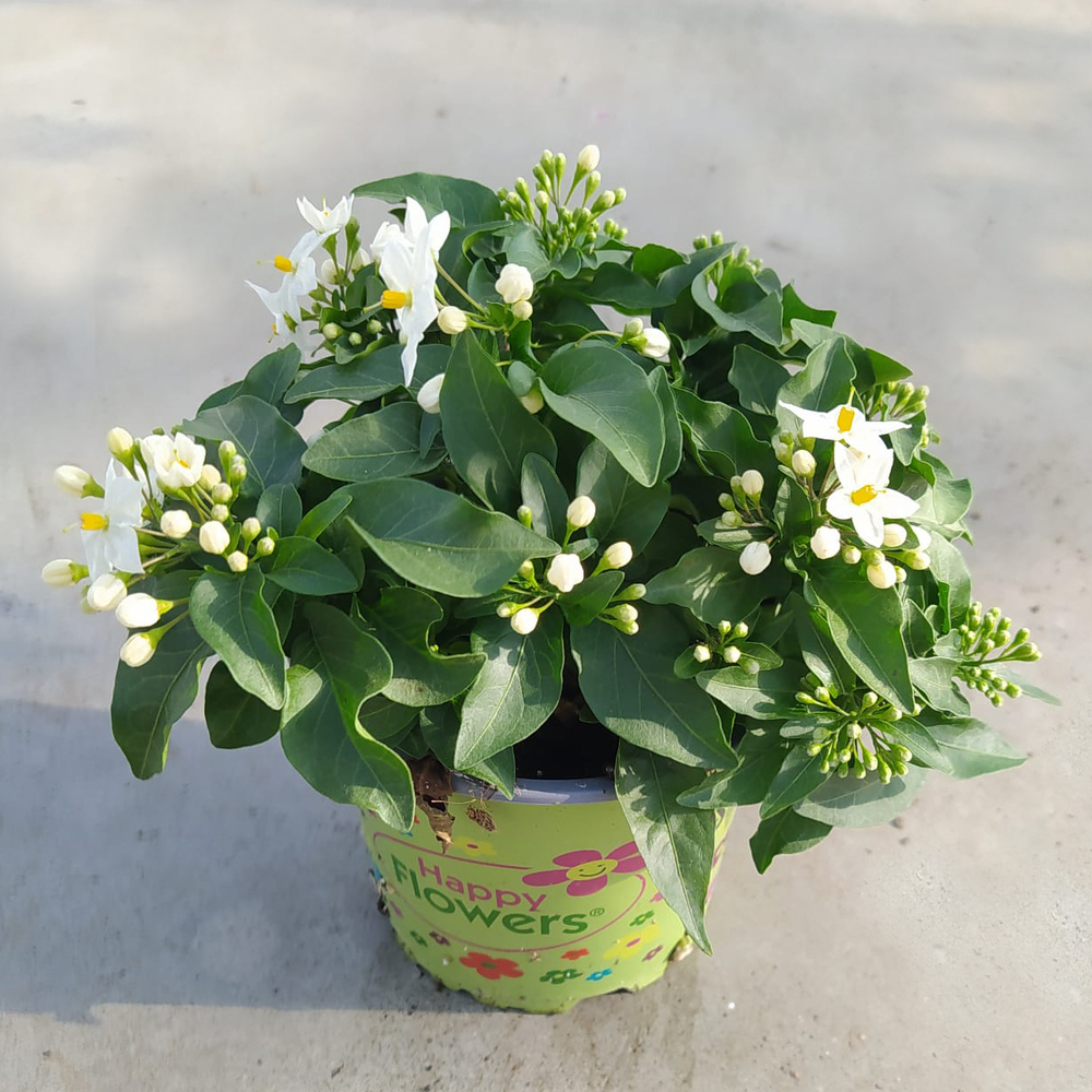 solanum jasminoides