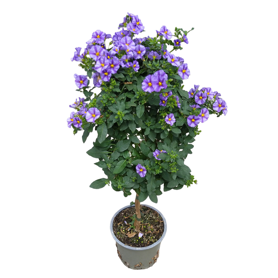 solanum | lycianthes rantonnetii