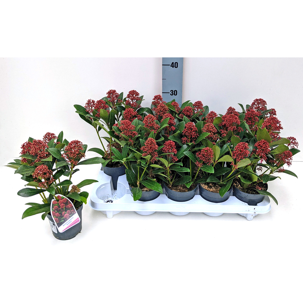 skimmia japonica rubella