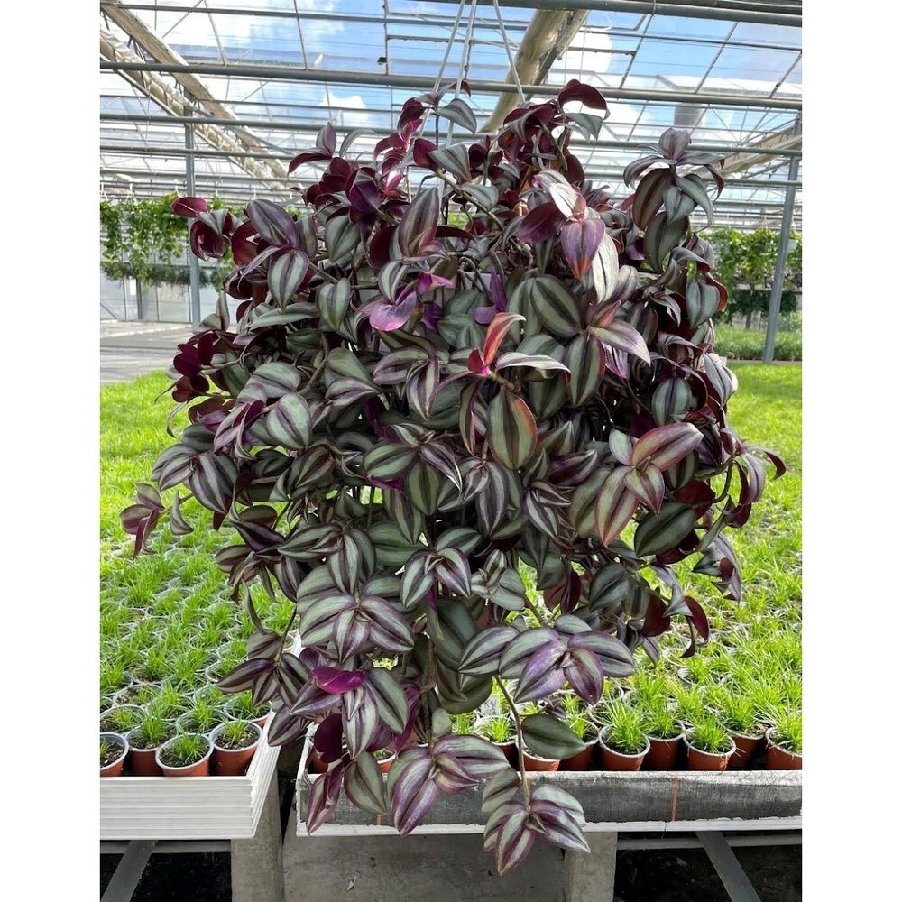 Tradescantia zebrina