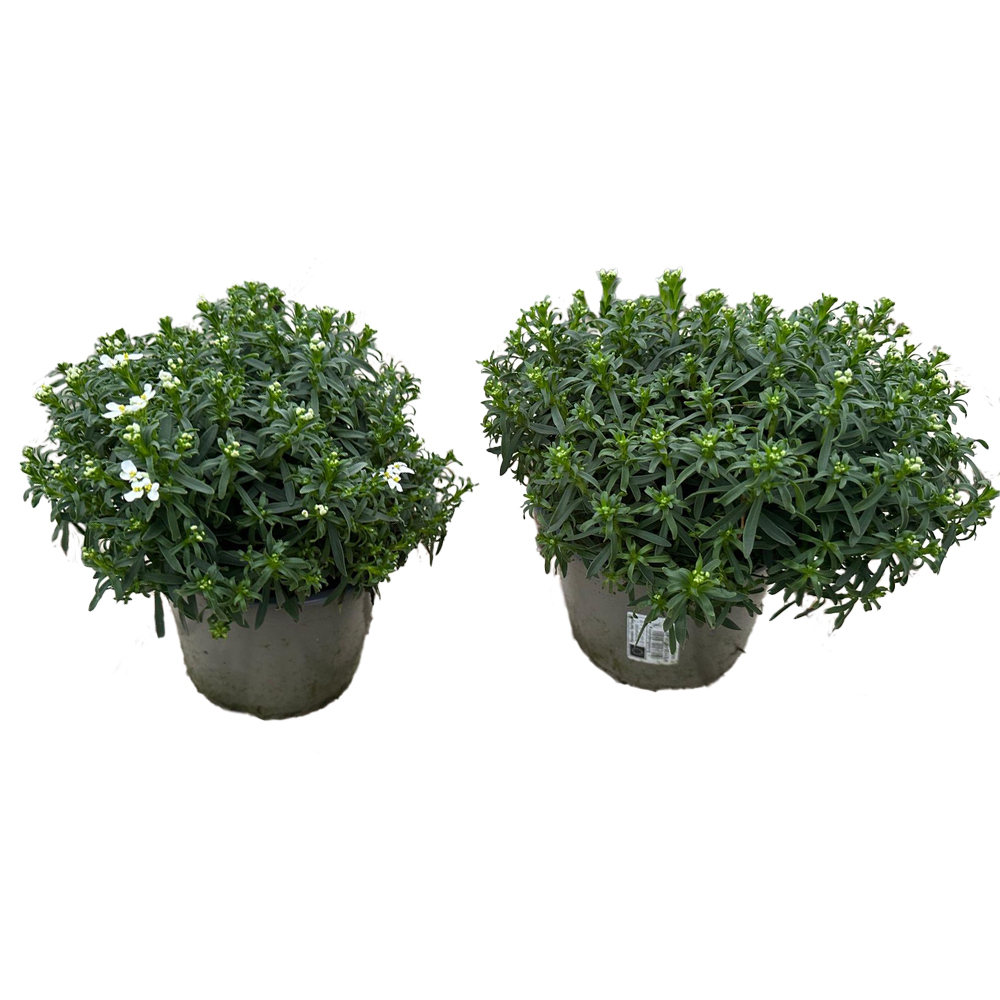 Iberis sempervirens snowsurfer