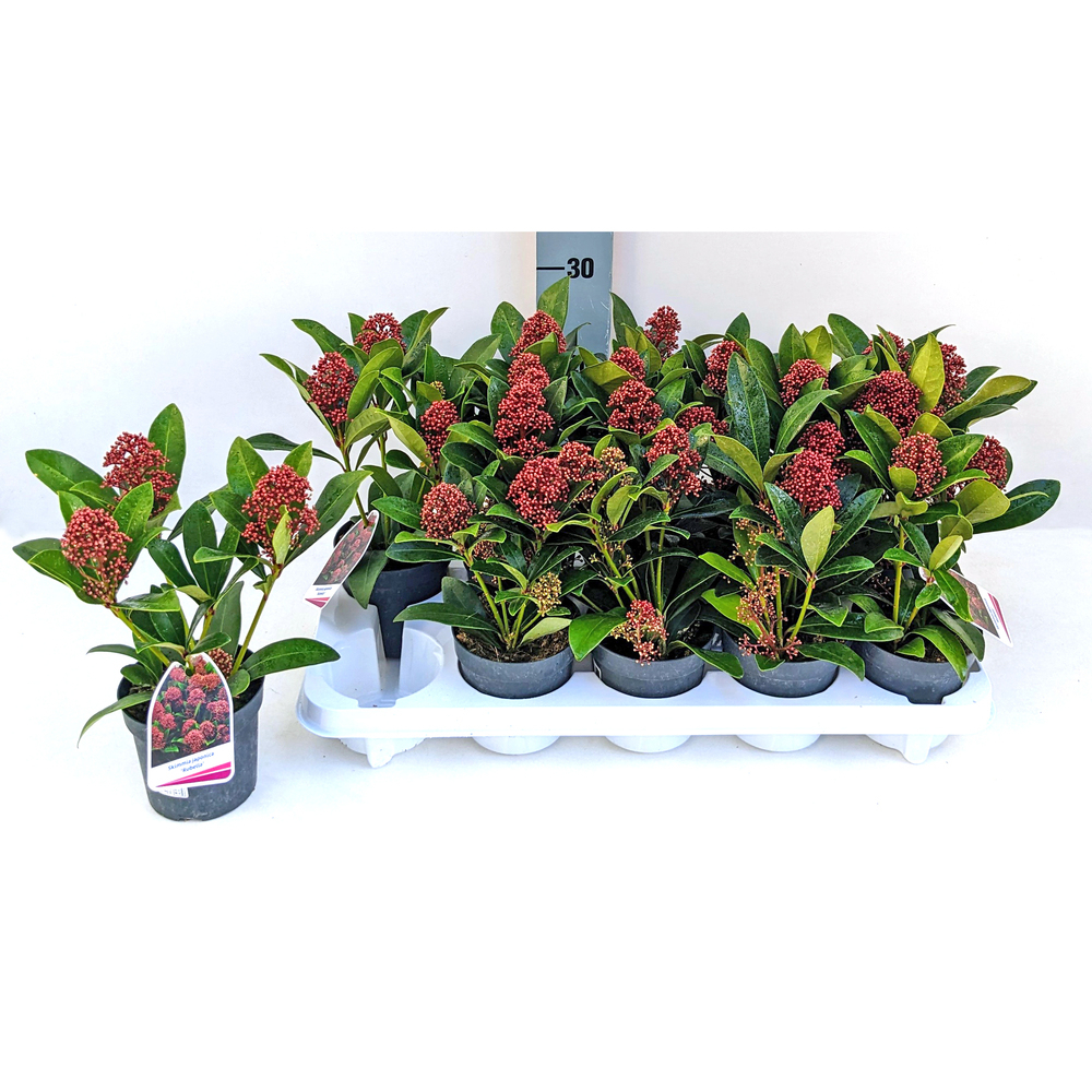 skimmia japonica rubella