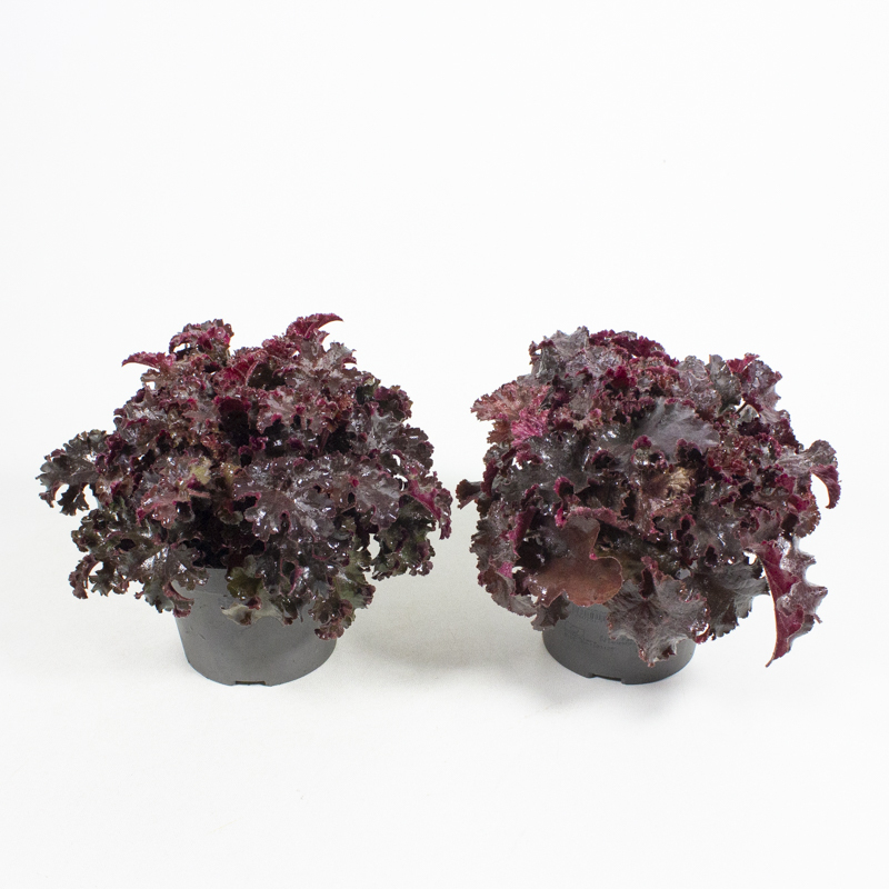 Heuchera melting fire