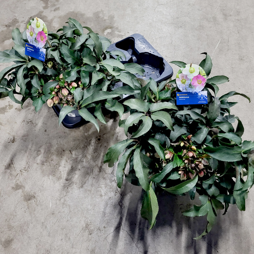 Helleborus hybridus hgc monte christo