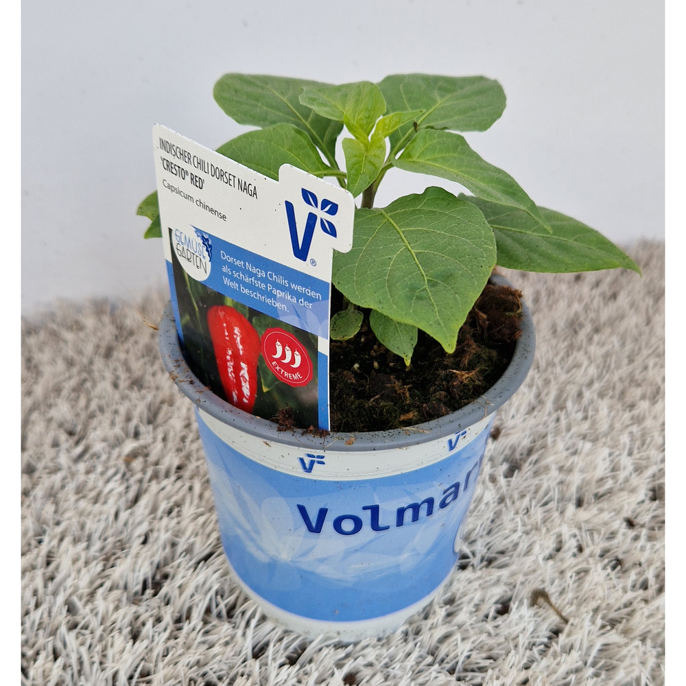 Capsicum chinense cresto red