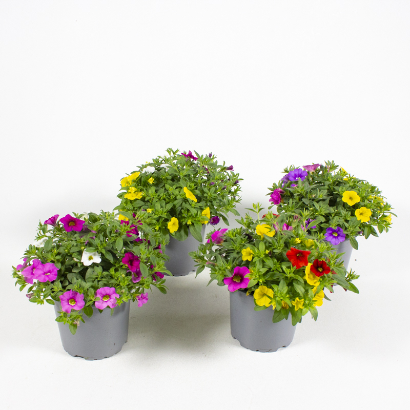 Calibrachoa mix masters trio