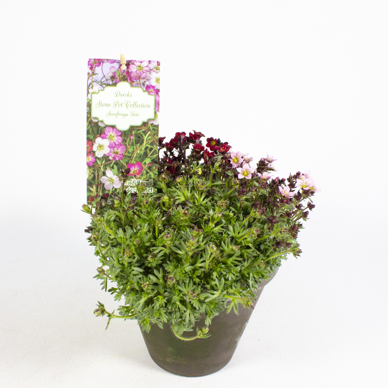 Saxifraga arendsii trio