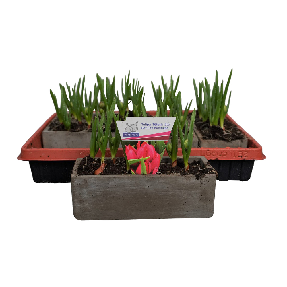 Tulipa humilis tête à tête