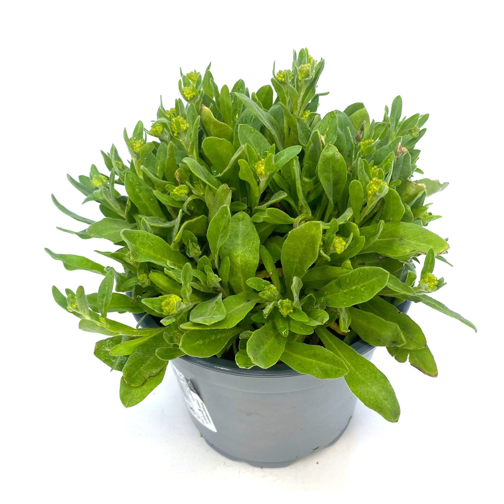 Alyssum saxatile aurinia