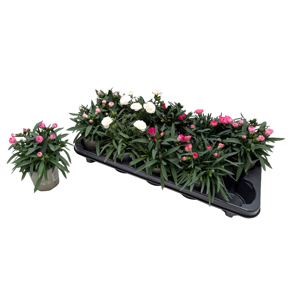 dianthus caryophyllus oscar