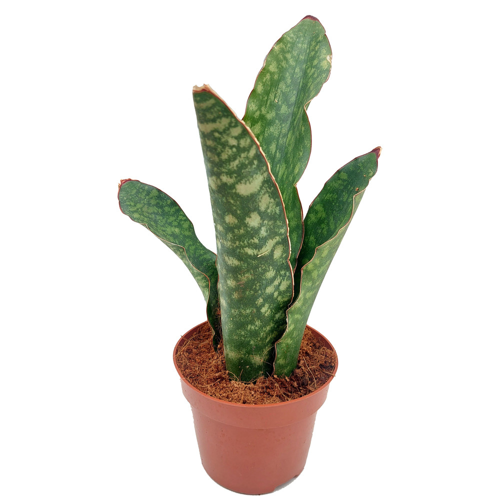 Sansevieria aubrytiana
