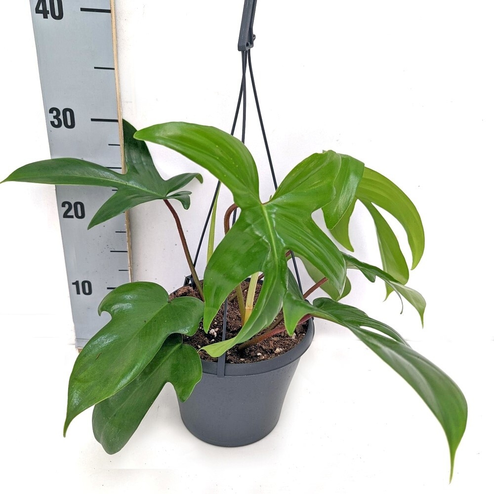 Philodendron florida green