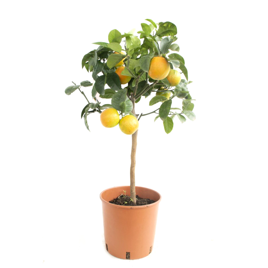 Citrus sinensis (orange) acrobal