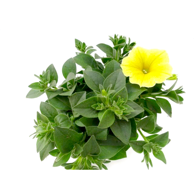Petunia bee´s knees