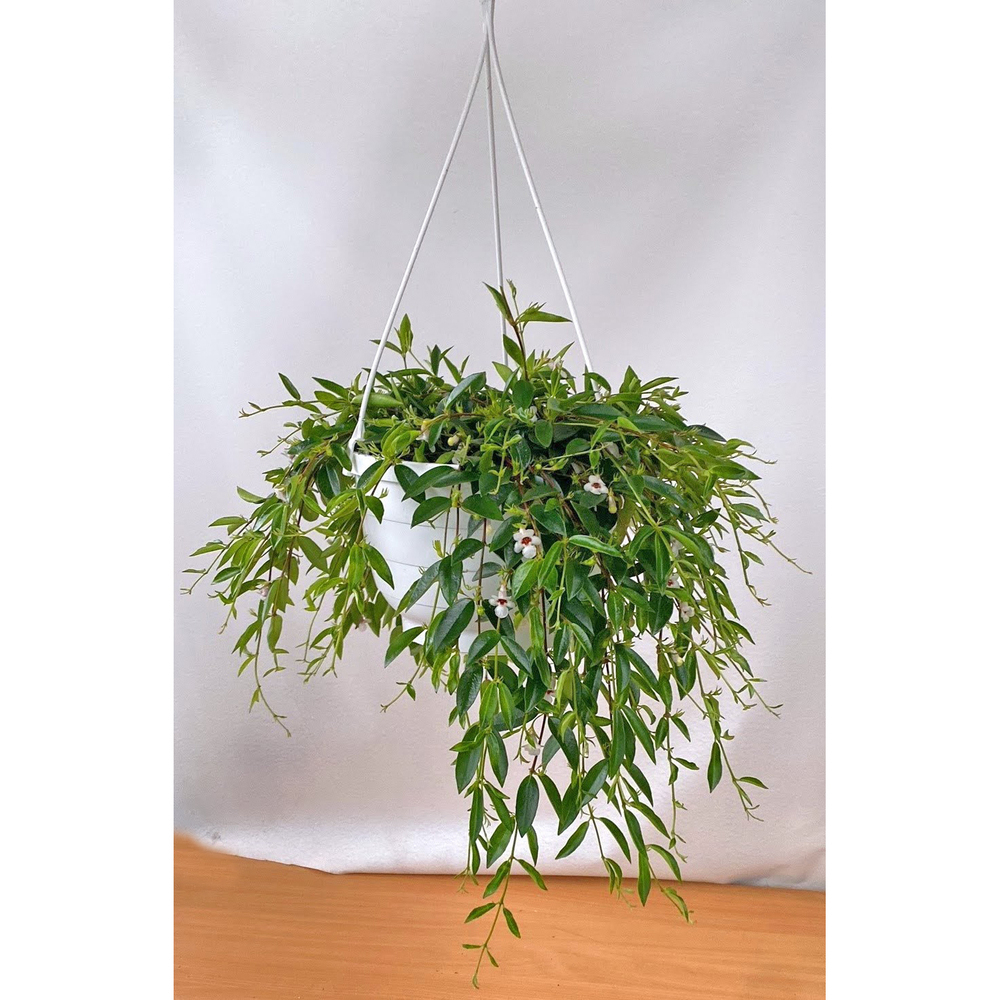 Codonanthe crassifolia