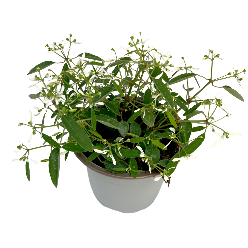 Euphorbia hypericifolia diamond frost