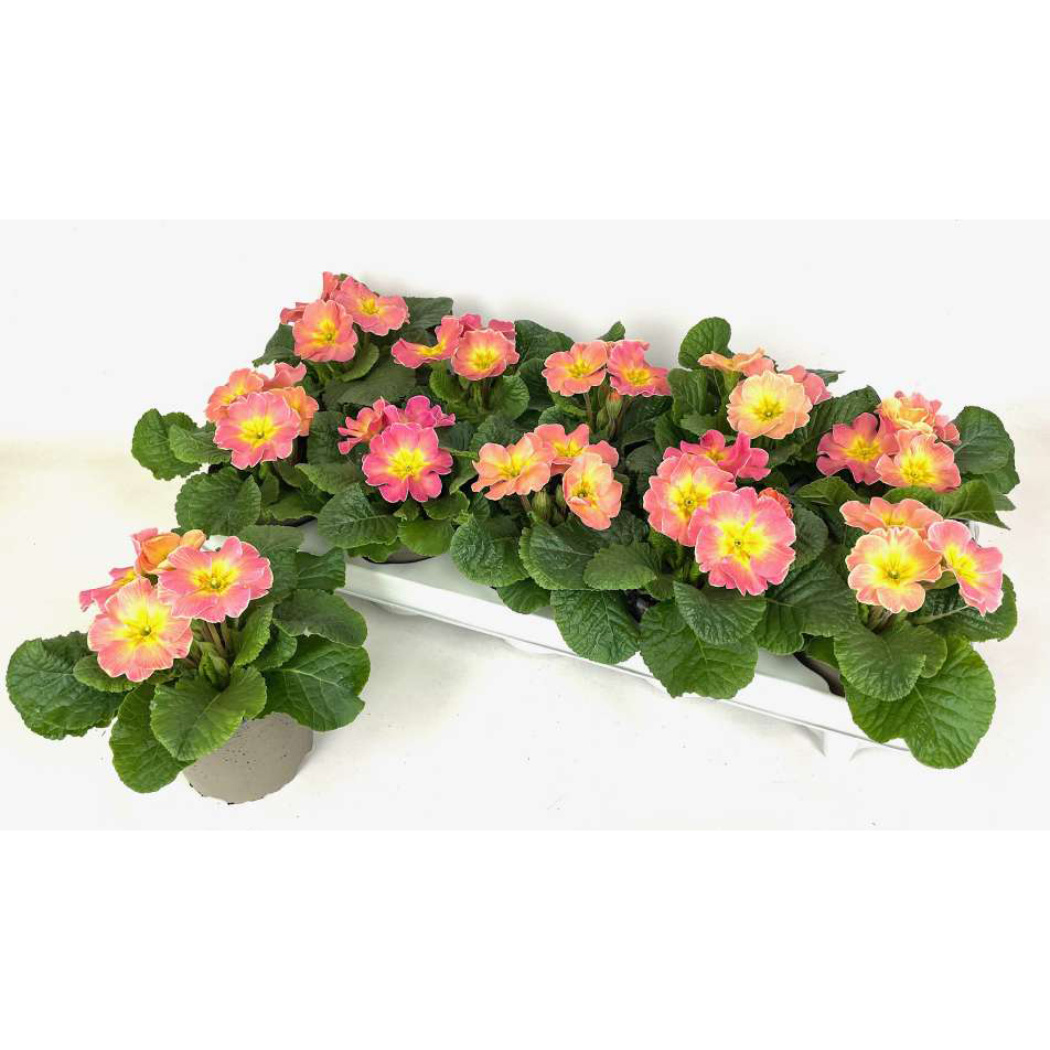 Primula acaulis chamaeleon