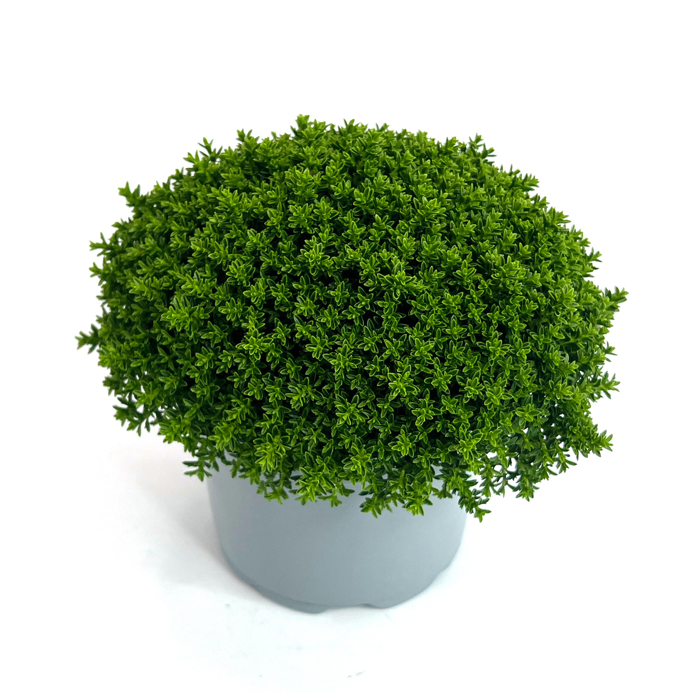 Hebe armstrongii green globe