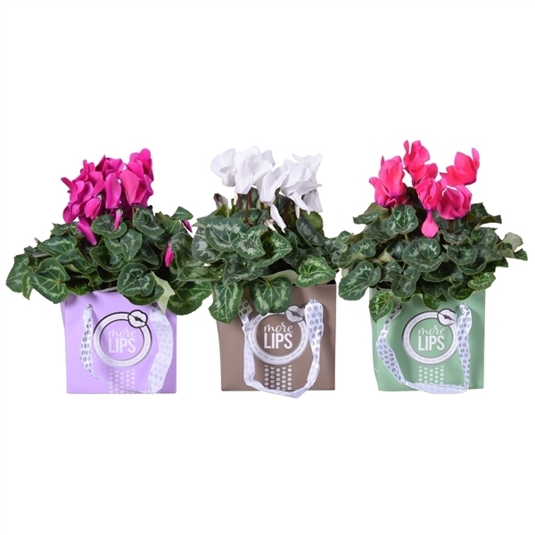Cyclamen persicum morelips midi