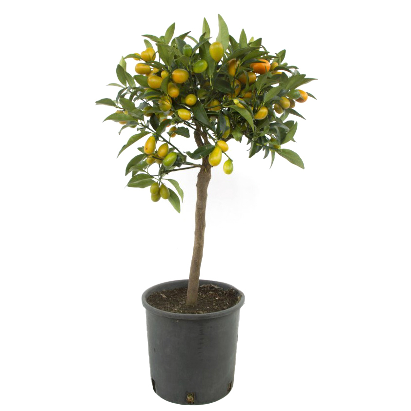 Citrus fortunella kumquat
