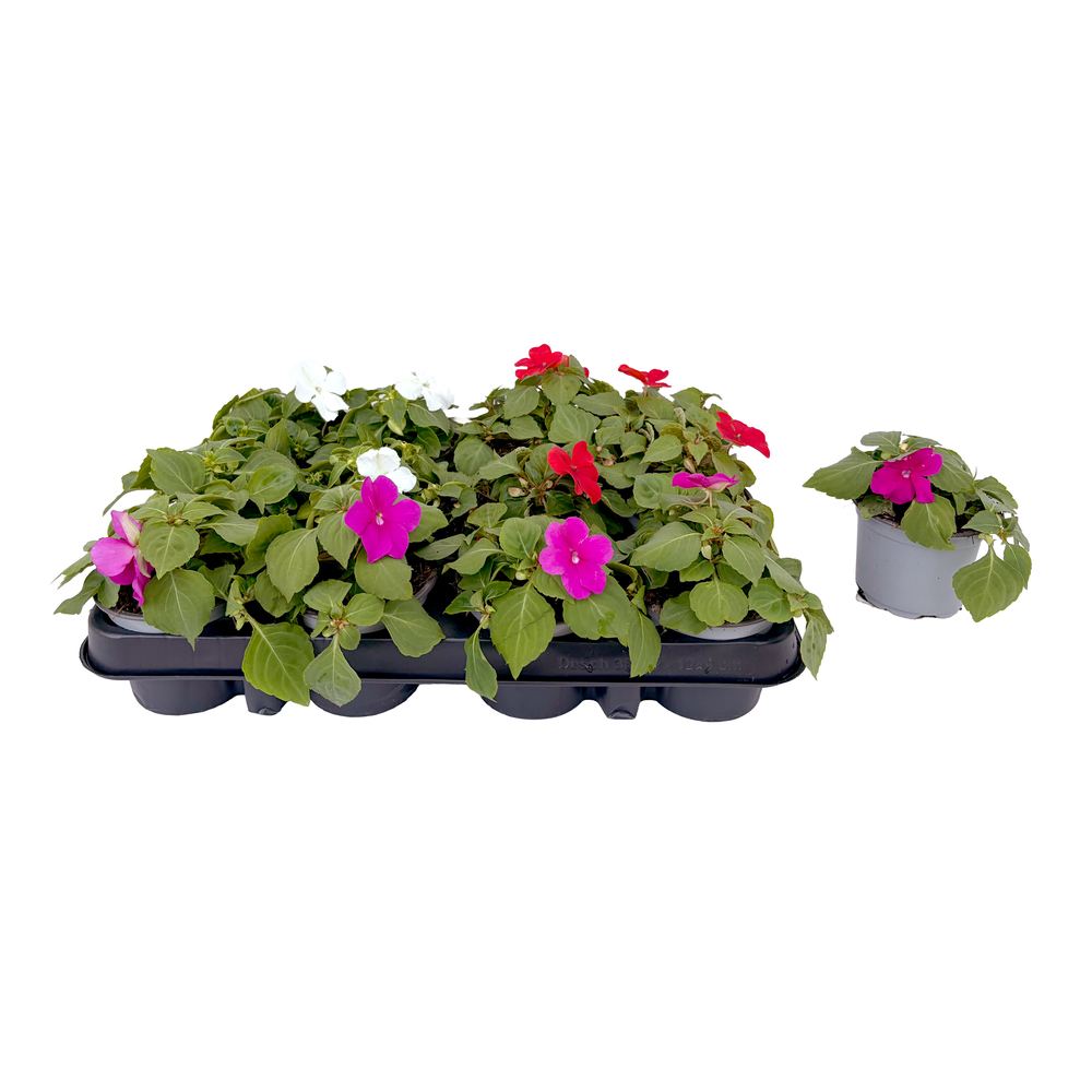 Impatiens walleriana beacon