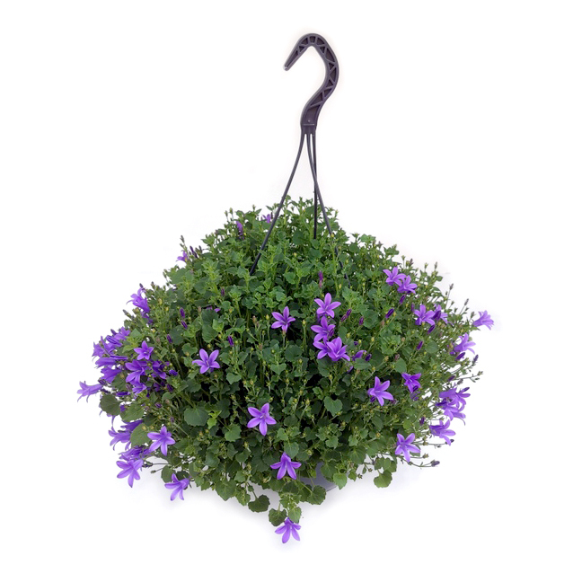 campanula portenschlagiana
