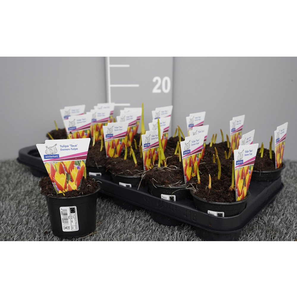 Tulipa clusiana taco