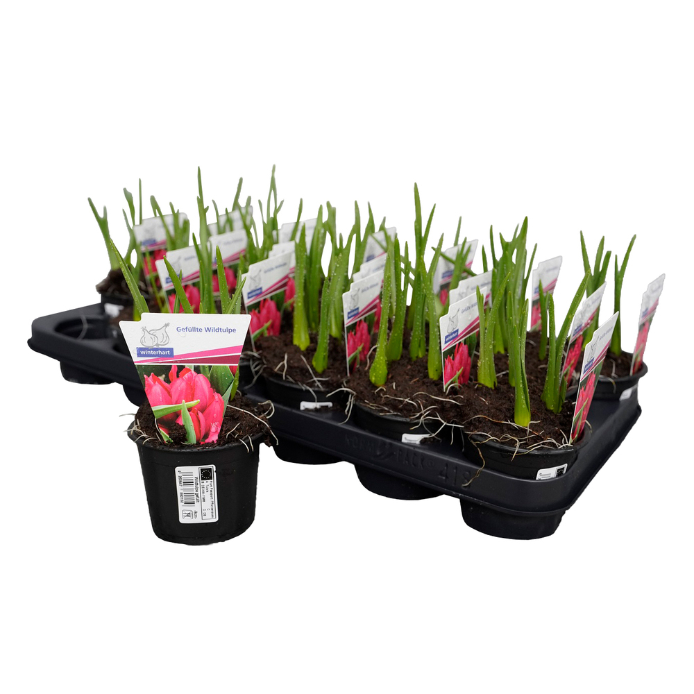 Tulipa humilis samantha