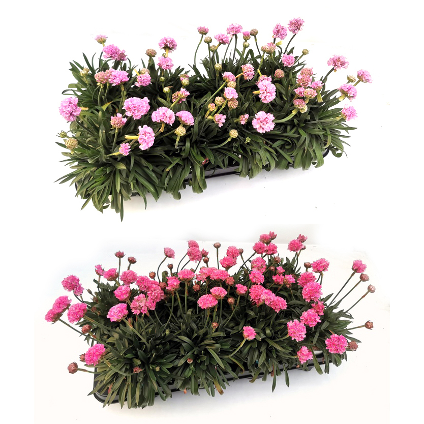Armeria pseudarmeria dreameria