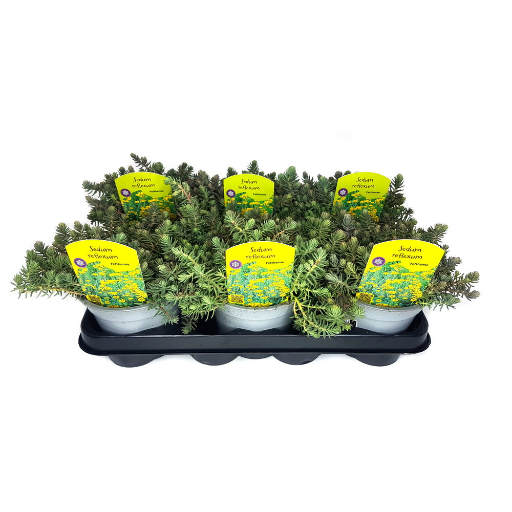 sedum reflexum