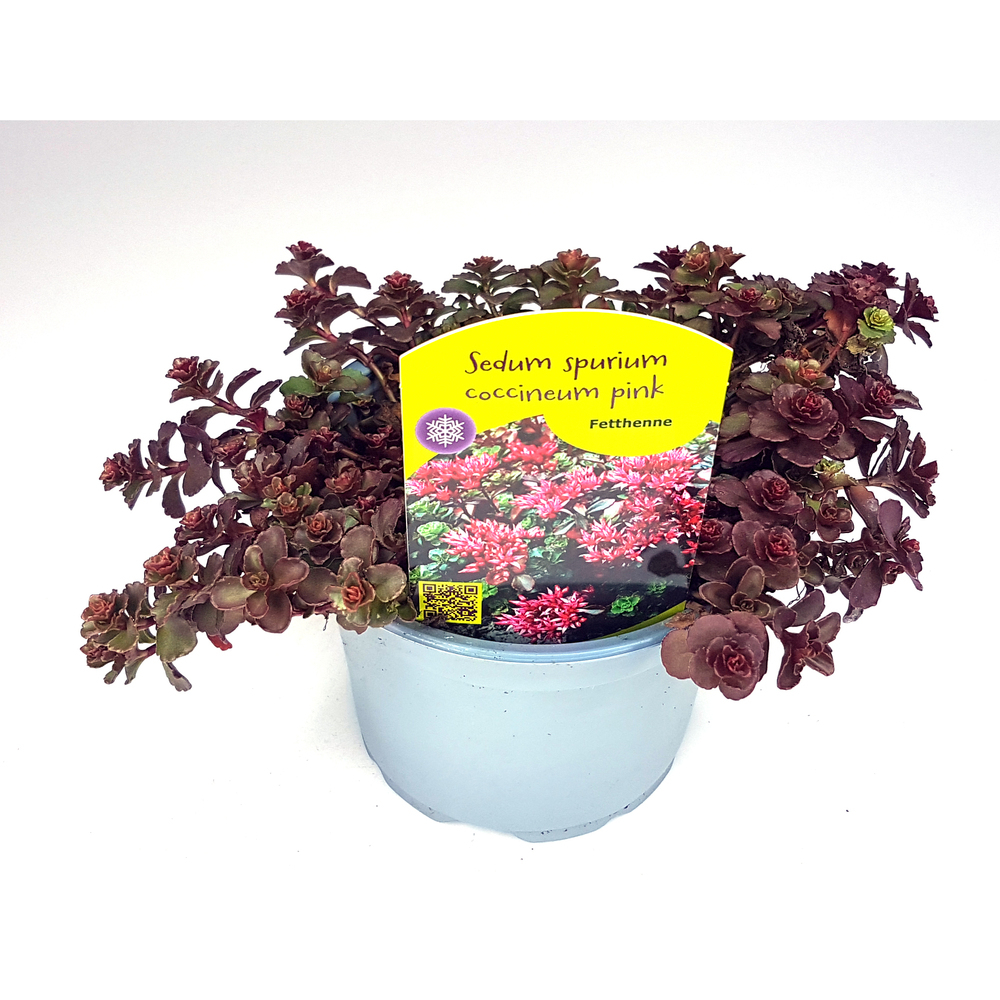 Sedum spurium