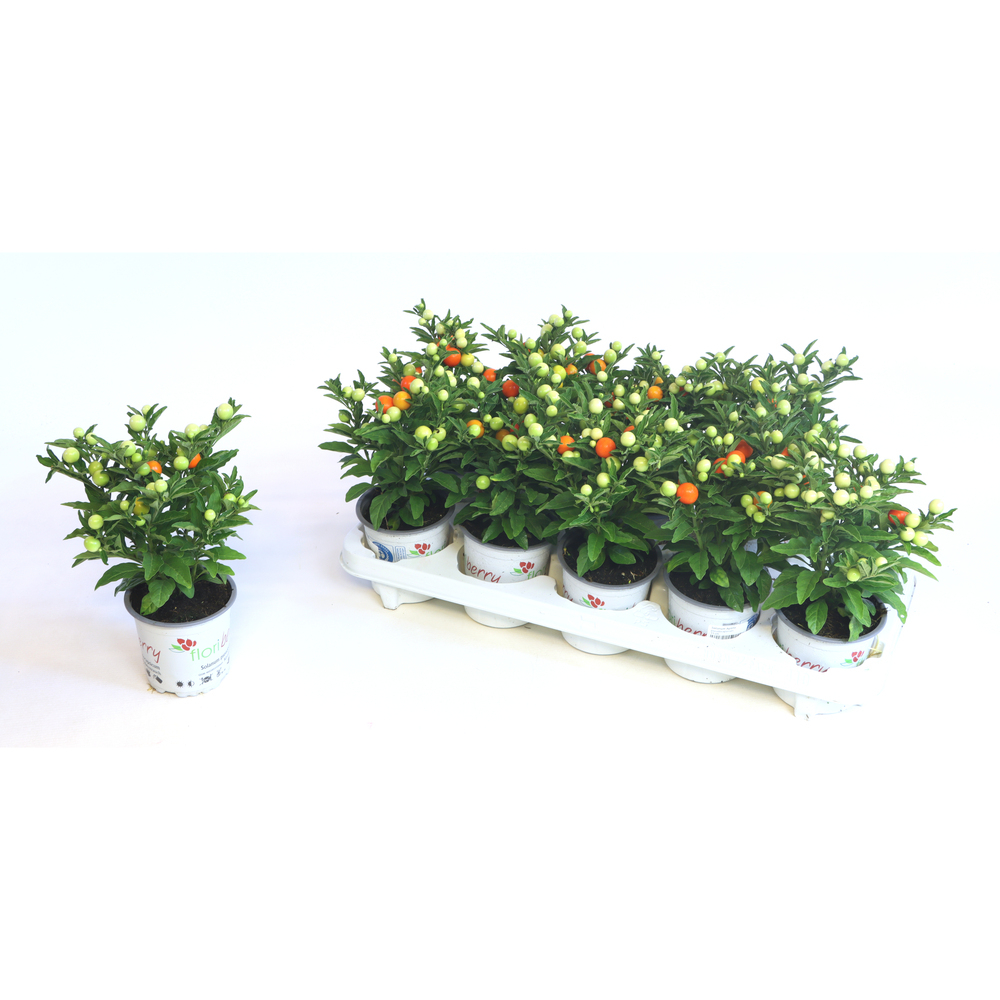 Solanum pseudocapsicum