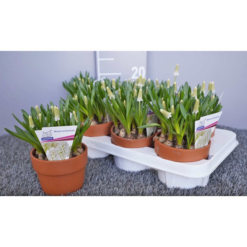 Muscari armeniacum white spear