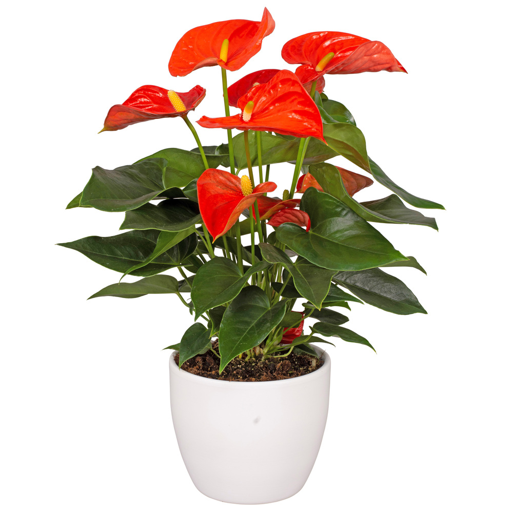 Anthurium andreanum florida