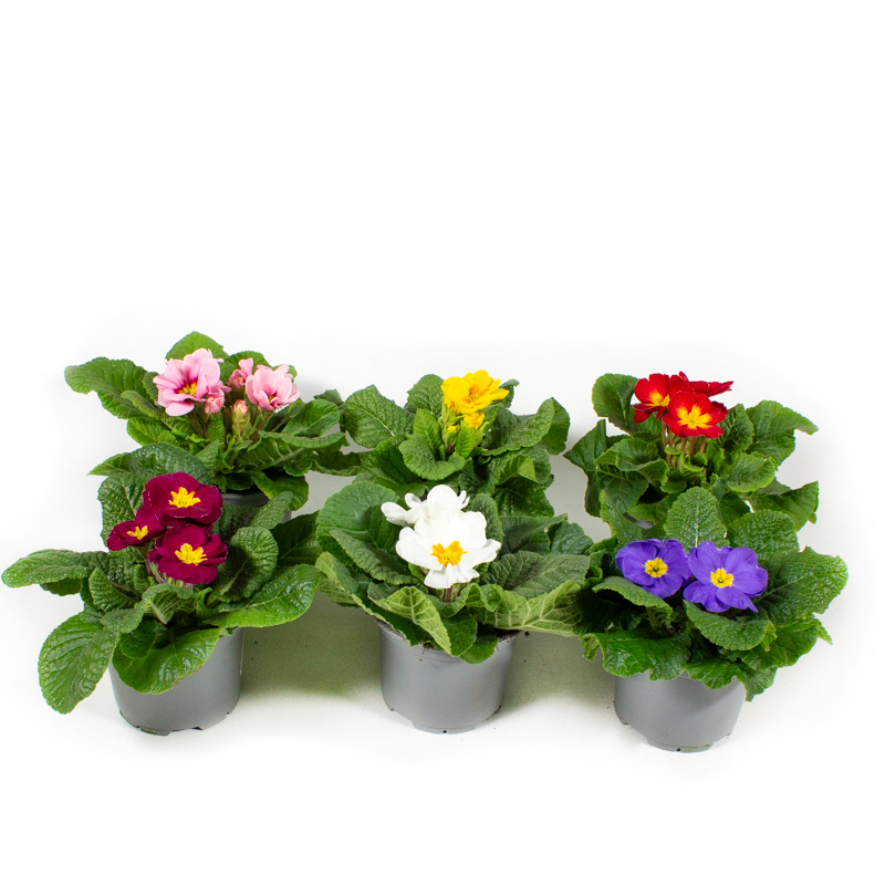 Primula acaulis paradiso