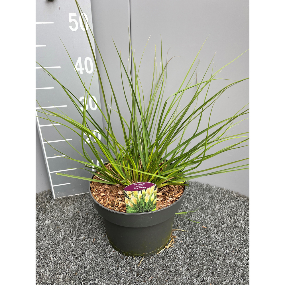 Cortaderia selloana tiny pampa