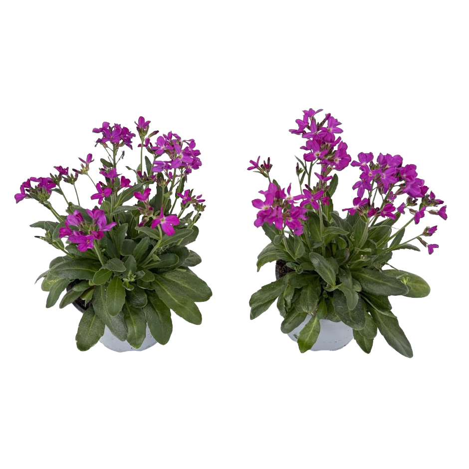 Arabis blepharophylla barranca deep rose