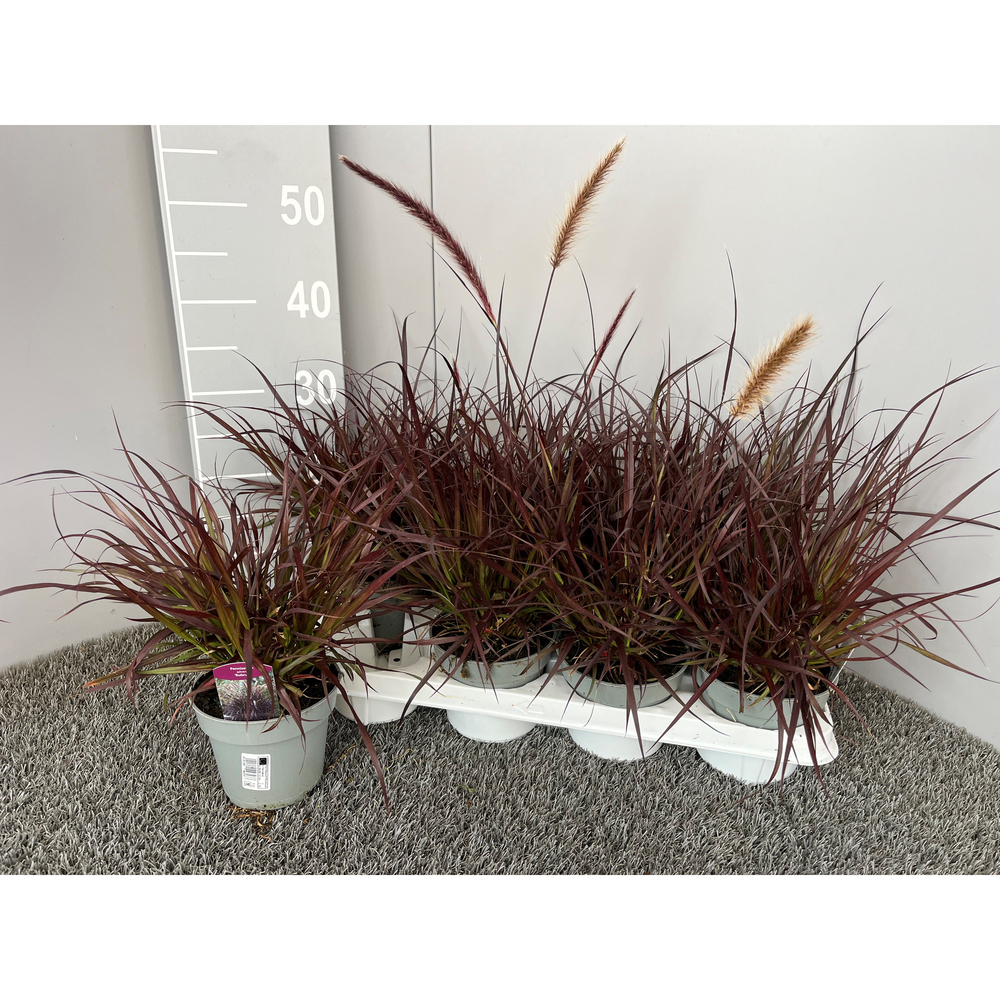 Pennisetum advena rubrum