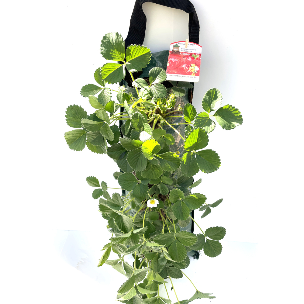 Fragaria ananassa
