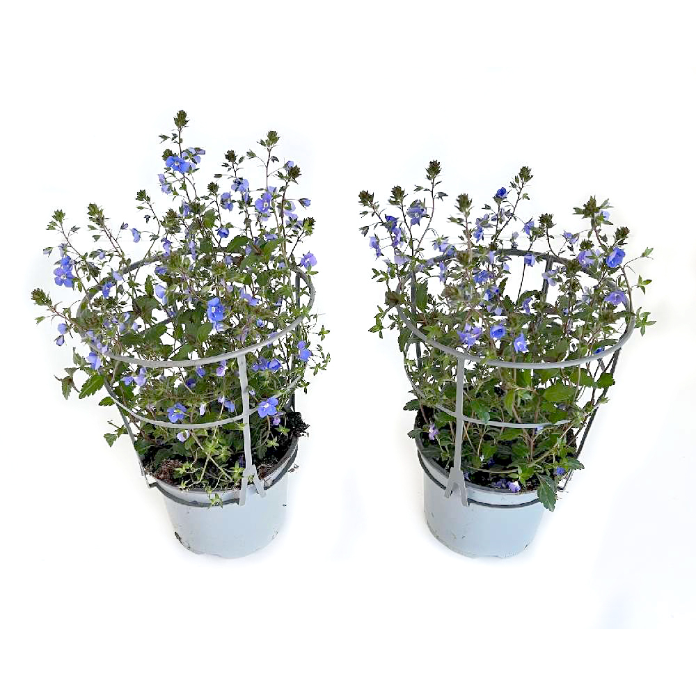 Veronica peduncularis georgia blue