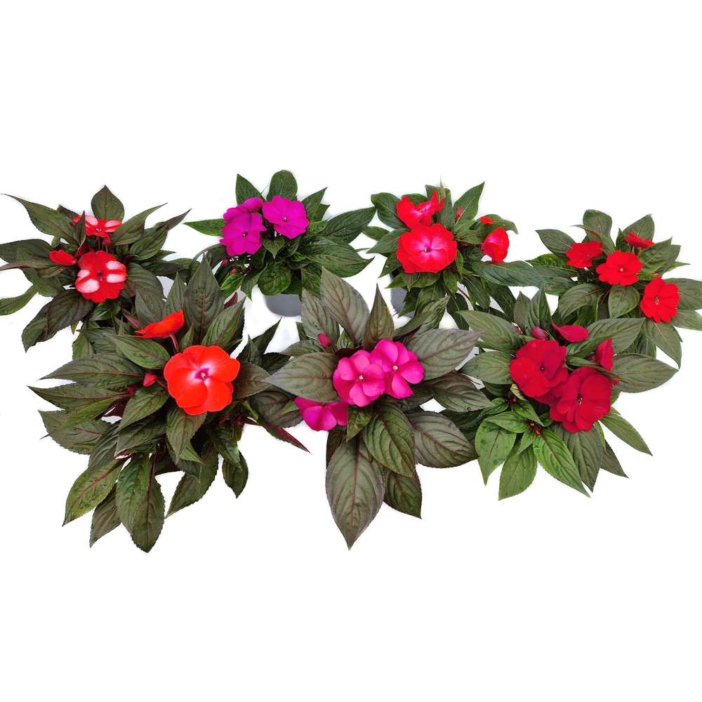 Impatiens neu guinea