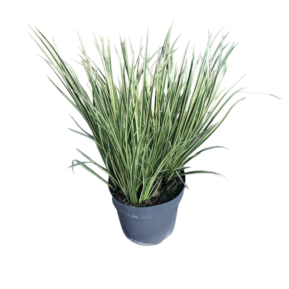 Acorus gramineus argenteostriatus