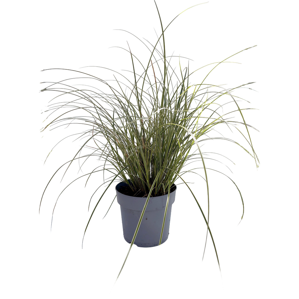Carex brunnea variegata