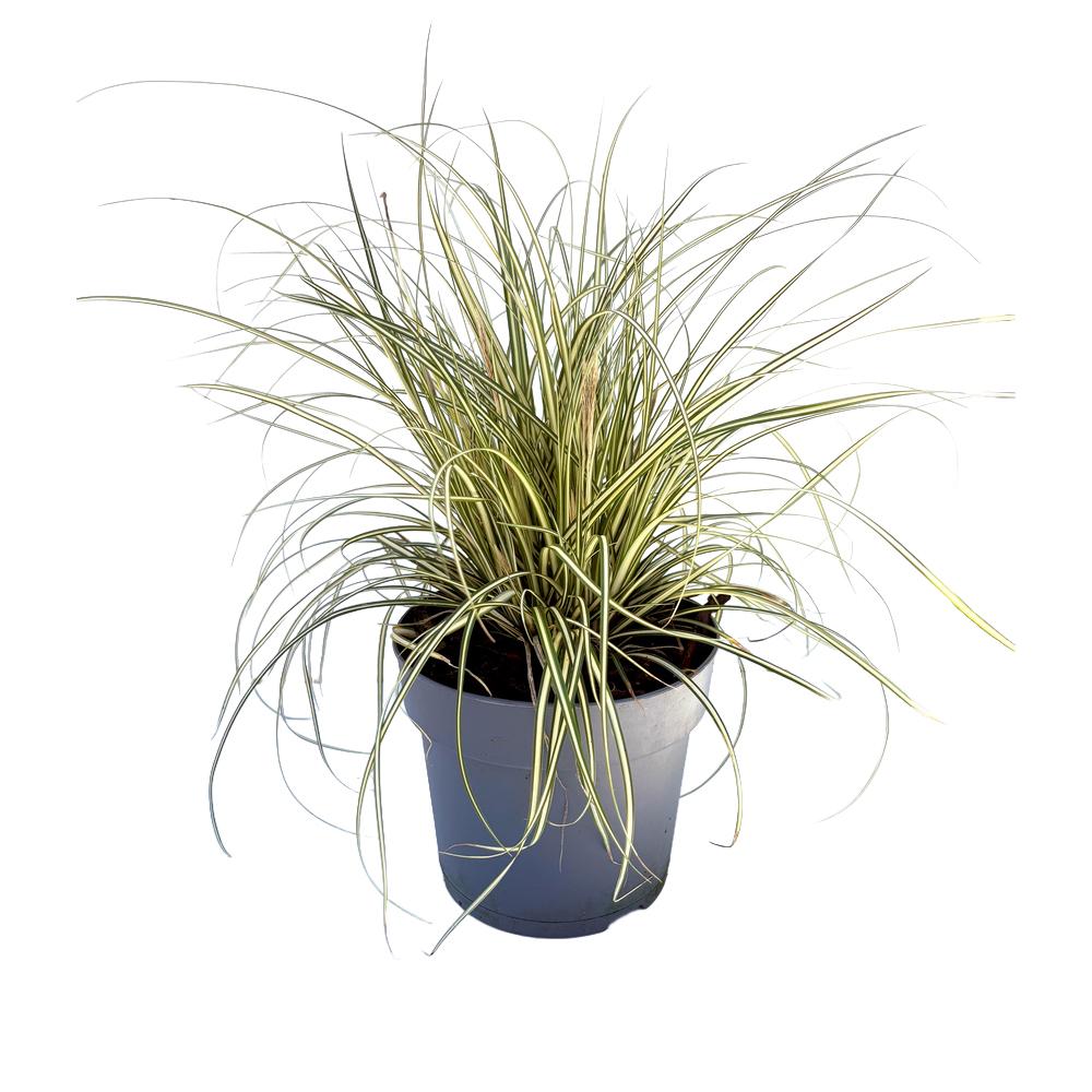 Carex oshimensis evergold