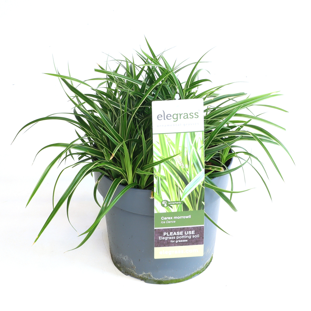 Carex morrowii ice dance