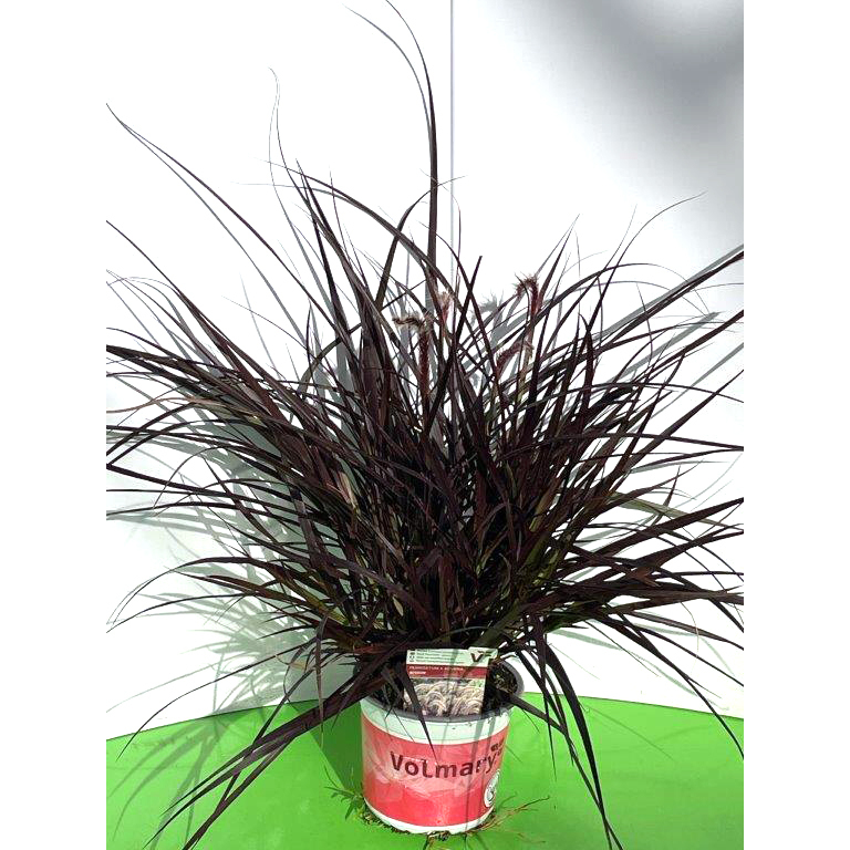 Pennisetum advena rubrum