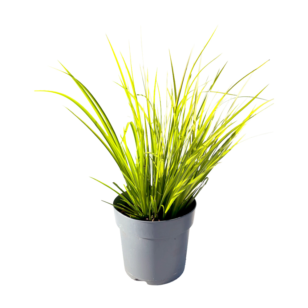 Acorus gramineus ogon