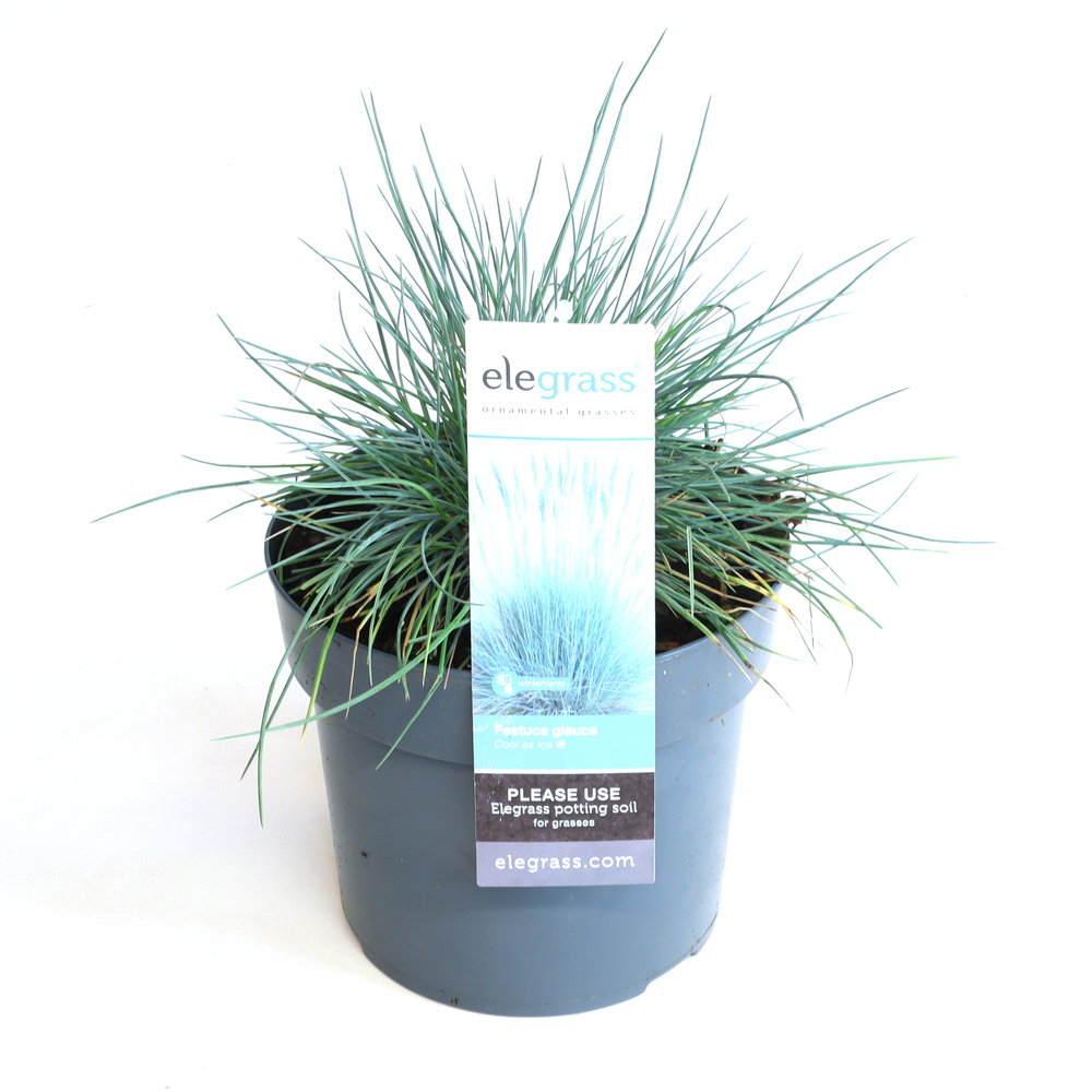 Festuca glauca cool as ice