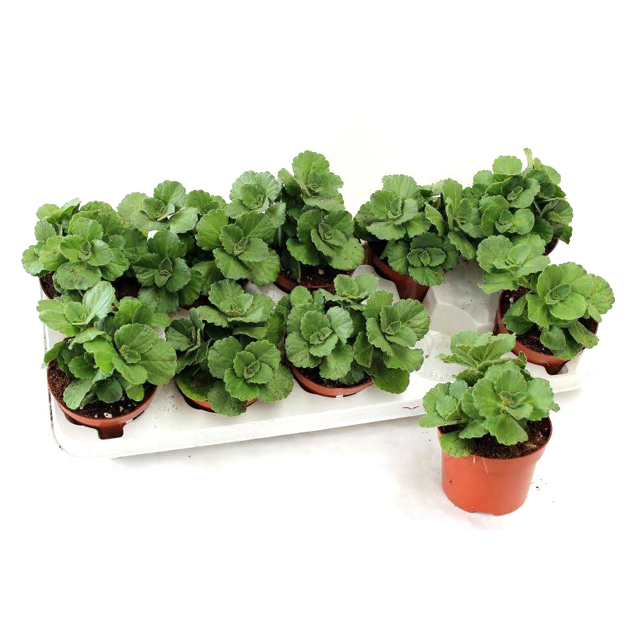 coleus canina