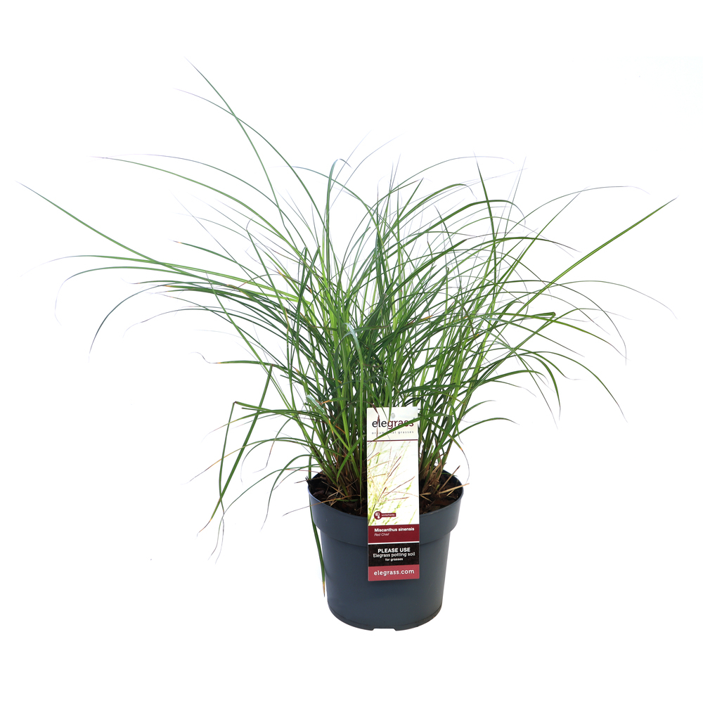 Miscanthus sinensis red chief